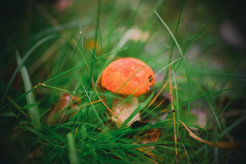 a red mushroom sitting in the middle of grass