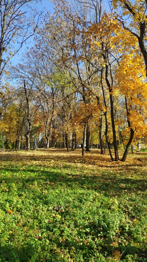 a woman in a grassy area with trees behind her