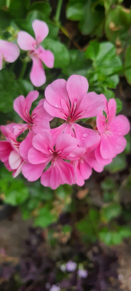 pink flowers with green leaves around them
