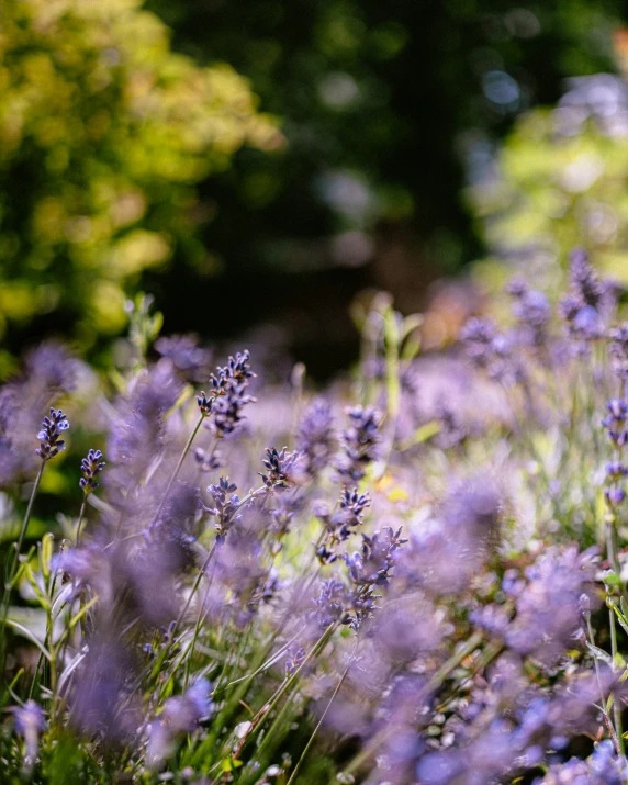 wildflowers are blooming in the woods