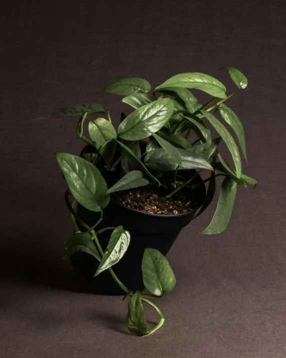 a small potted plant with green leaves and dirt