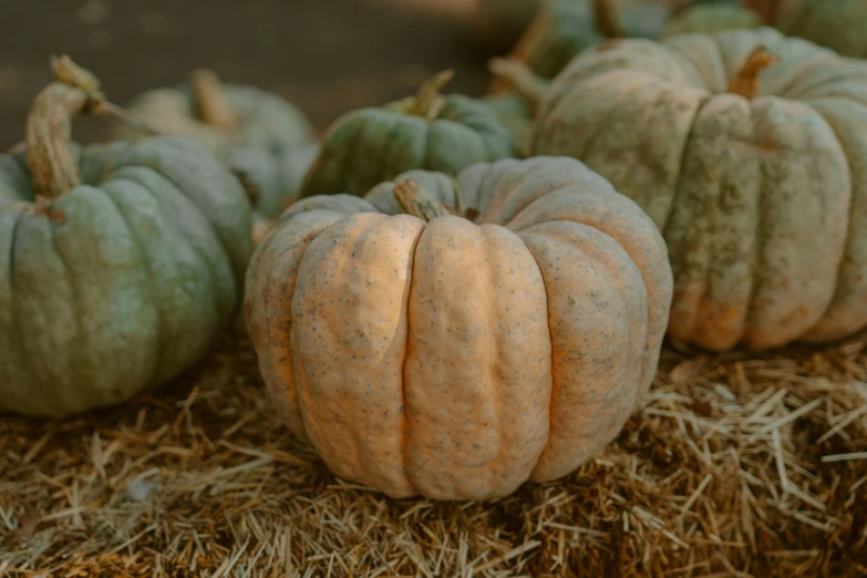 a group of pumpkins sitting on top of some straw