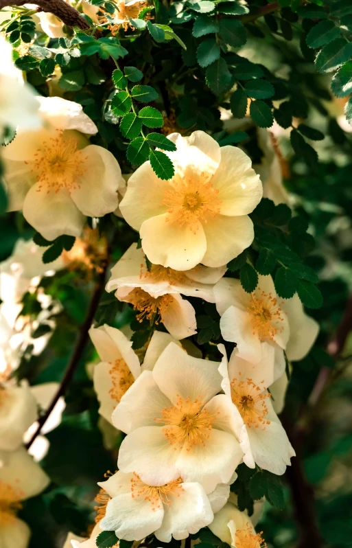 white flowers are growing on the tree nch