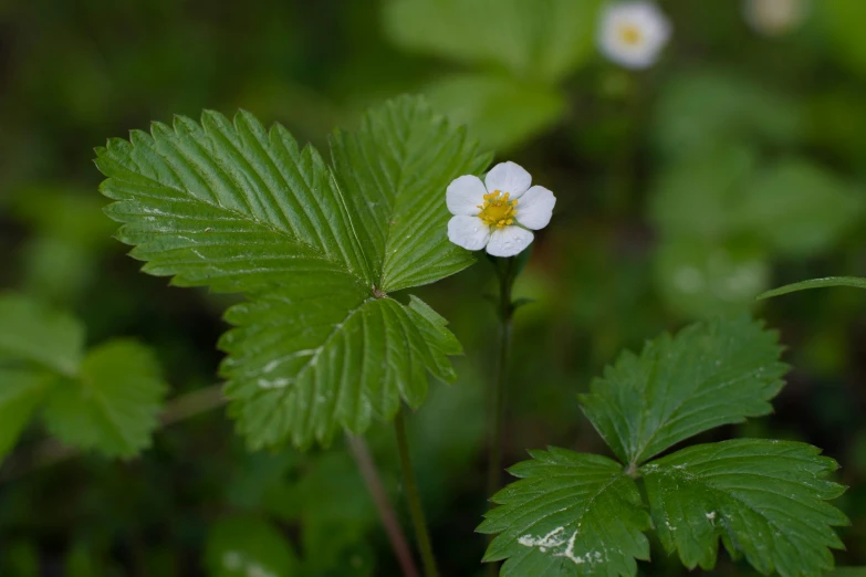 there is a white flower growing on the leaf