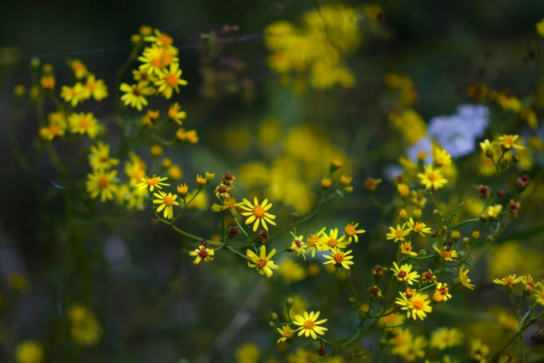 a close up of small yellow flowers in the field