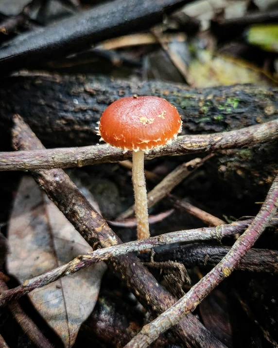 this is a mushroom on a nch in the forest