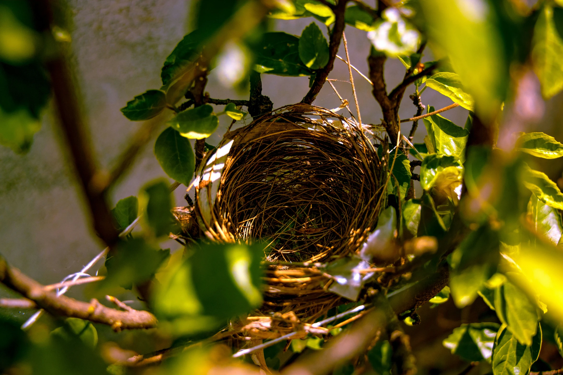 a close up of a bird nest in a tree