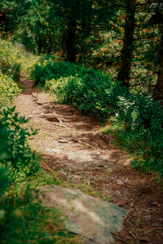 a trail in the middle of the woods in the daytime