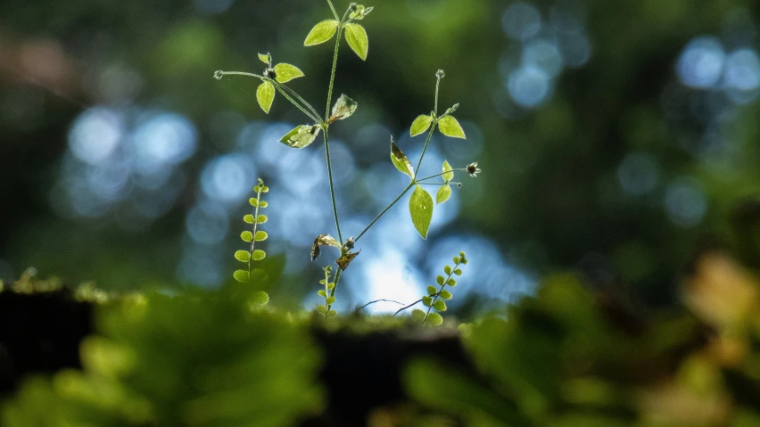 small green plant sitting on top of grass