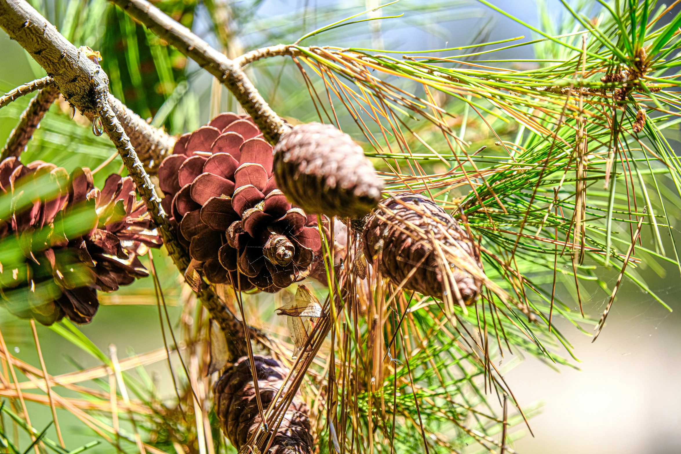 pine cones and needles on a tree