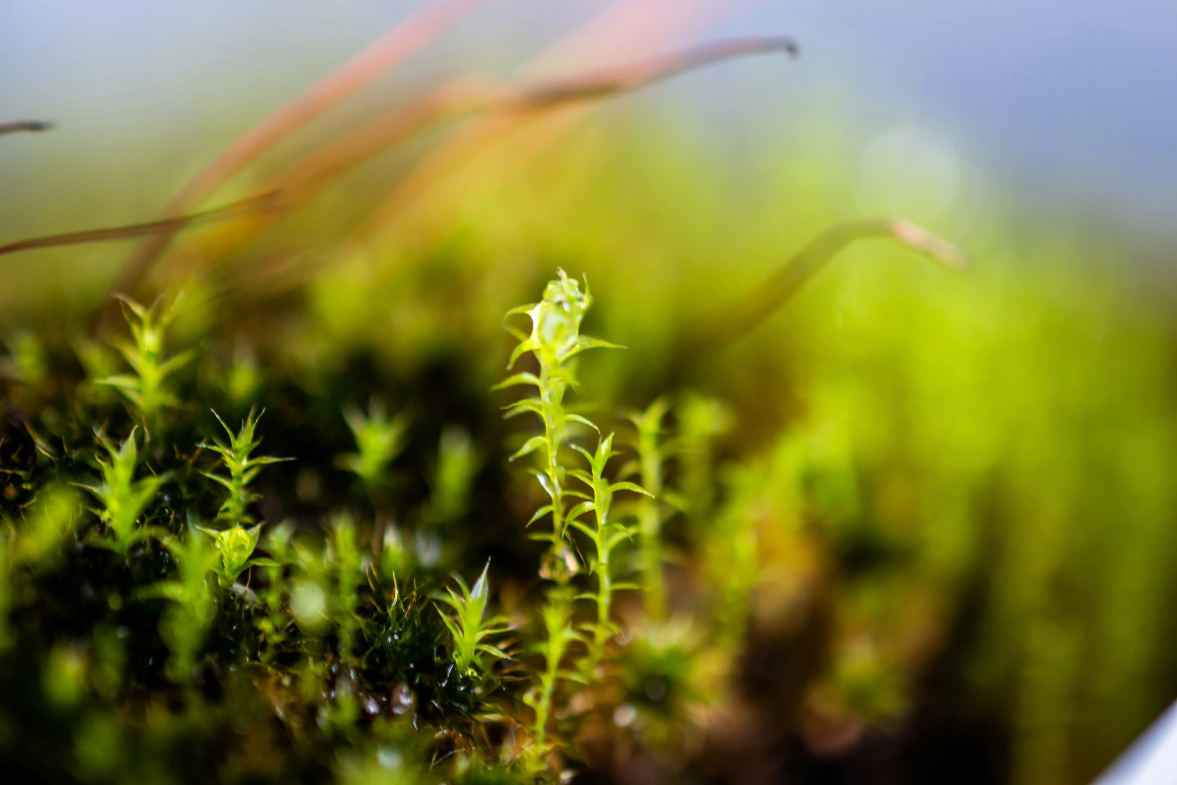 green plants growing on a nch in the woods