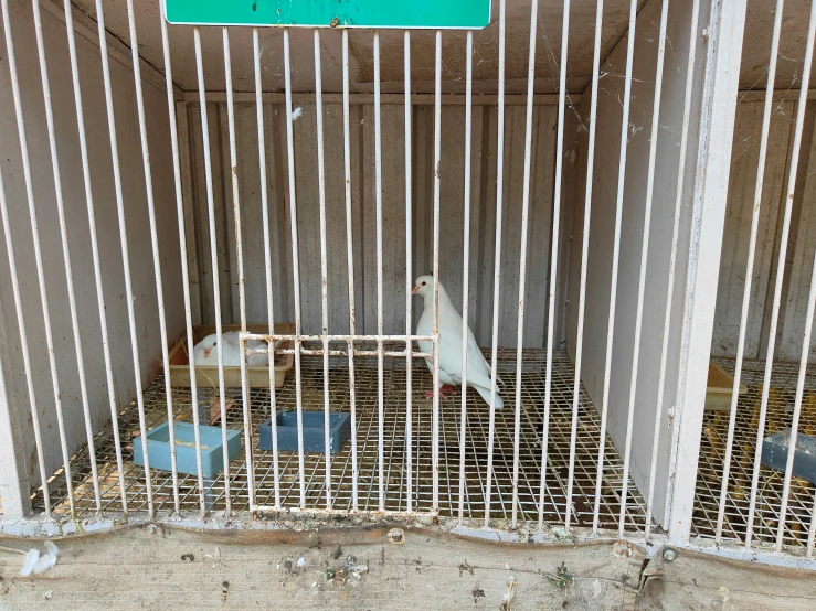 a bird in a cage sitting next to a wall