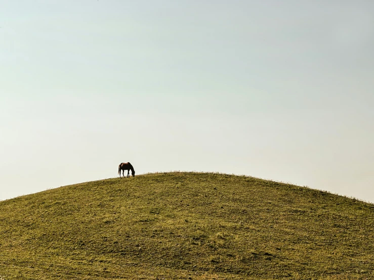 the horse stands alone on a hill with a bird flying overhead