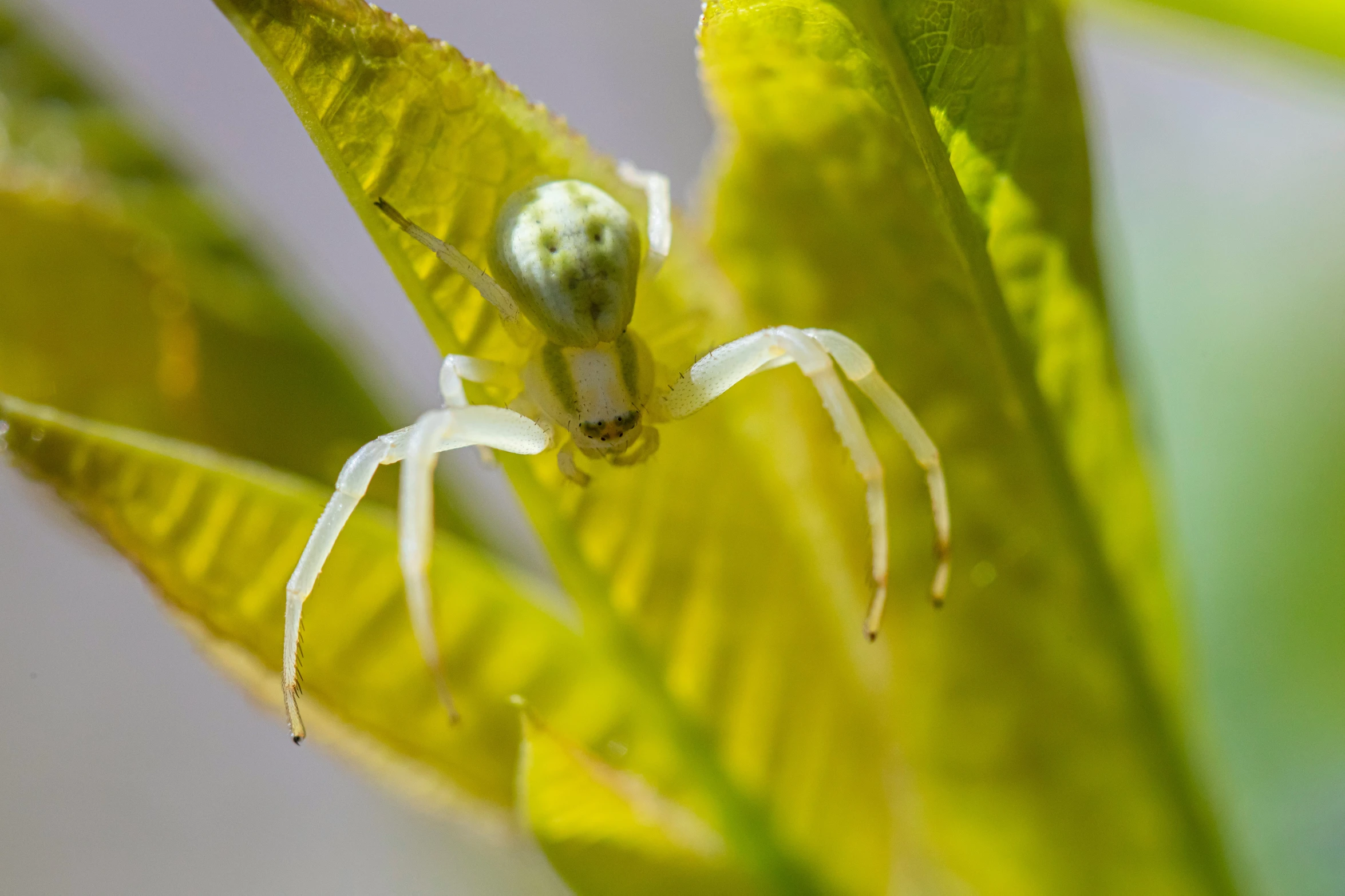there is a yellow spider crawling on a plant