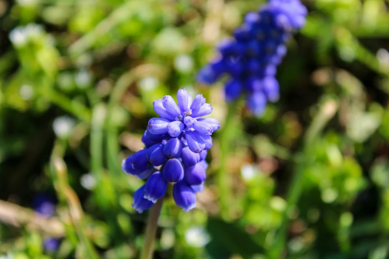 flowers that are growing near one another