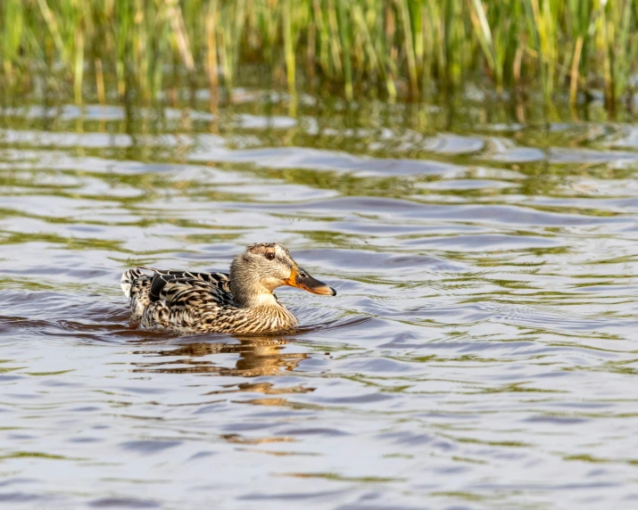 a brown and white duck in water next to a grassy shoreline
