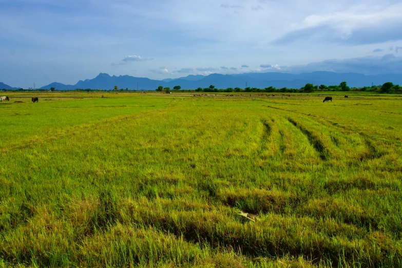 a field full of green grass and animals