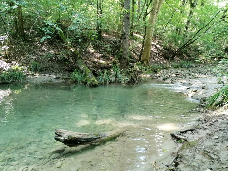 an old tree trunk sticking out of the water