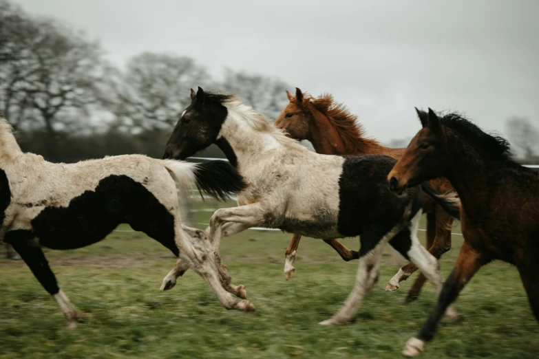 horses are running in a field and playing