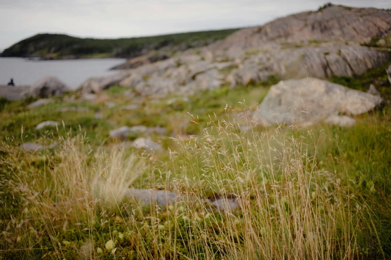 an image of grass growing out of a field