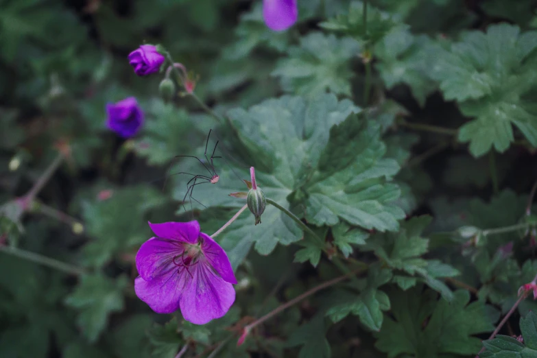 purple flowers and green leaves in a forest