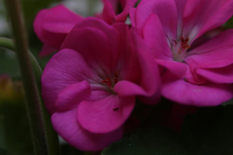 pink flowers are blooming in this picture