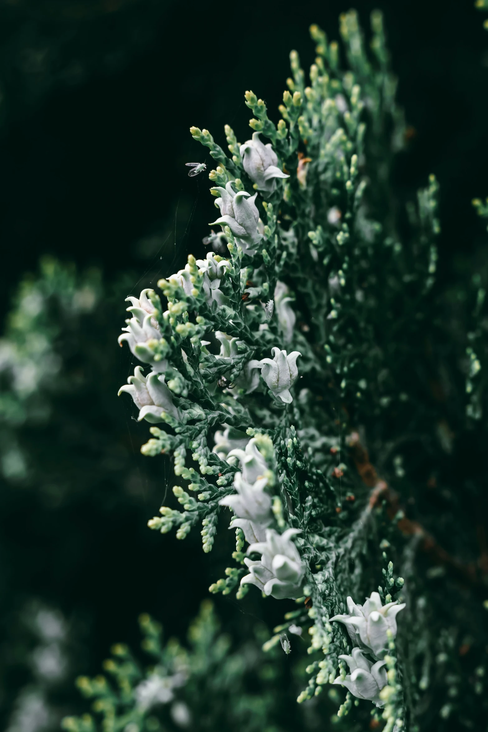 white flowers on the nches of a pine