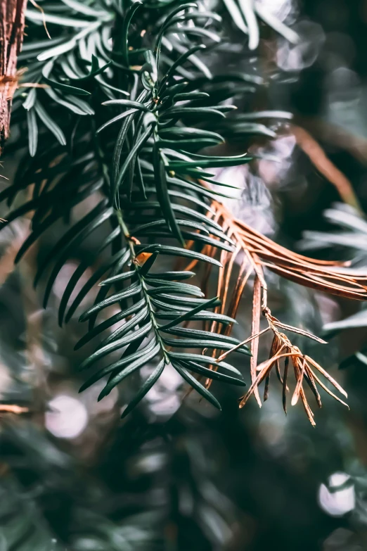 the top part of a pine tree nch in closeup