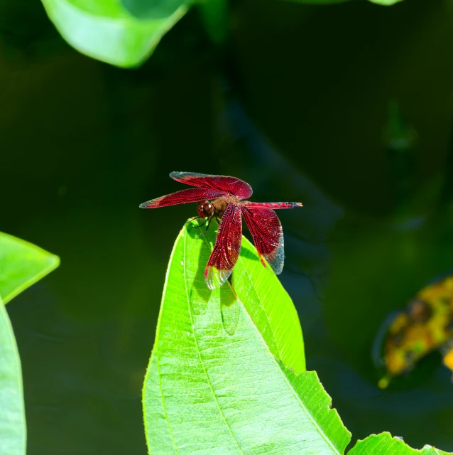 a red and purple insect is sitting on a green leaf