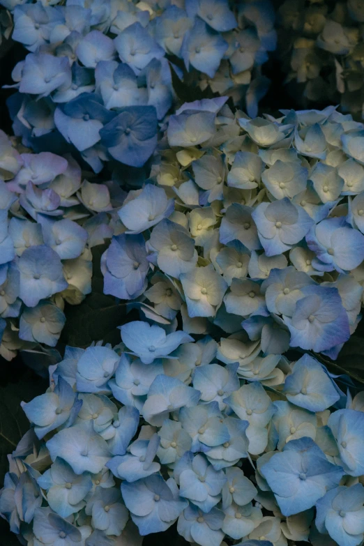 a large group of blue flowers sitting on top of a bed