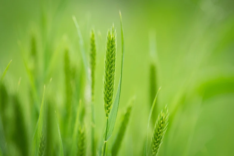 some tall grass with green leaves in it