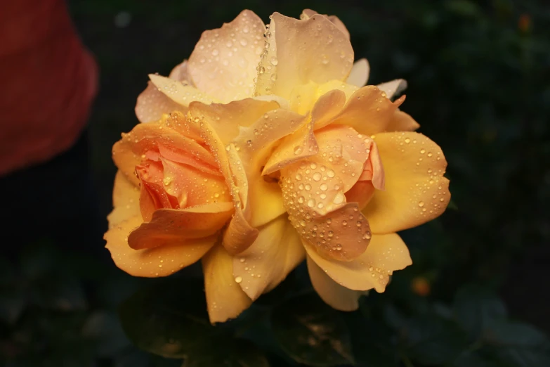 two yellow roses with rain drops on them