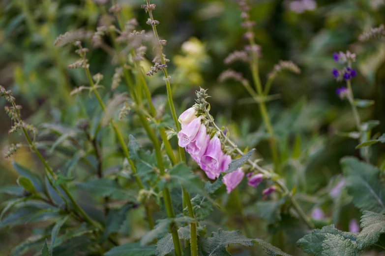 some pink flowers in a bunch and many green plants