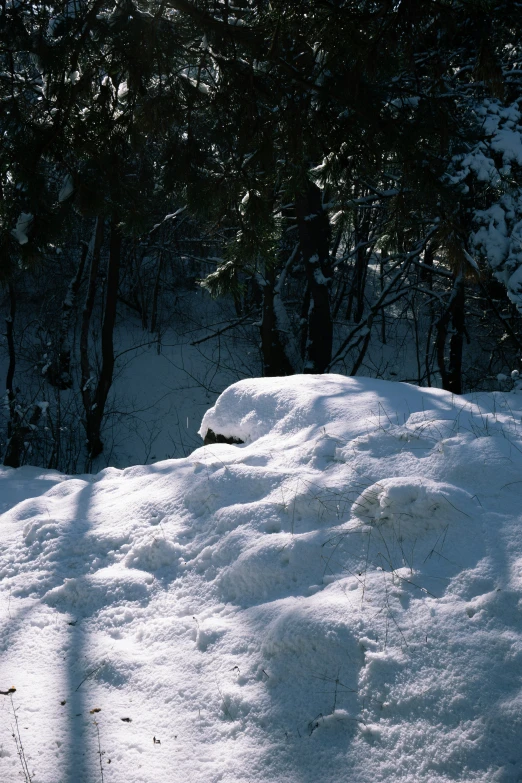 snow covers a patch of ground next to some trees