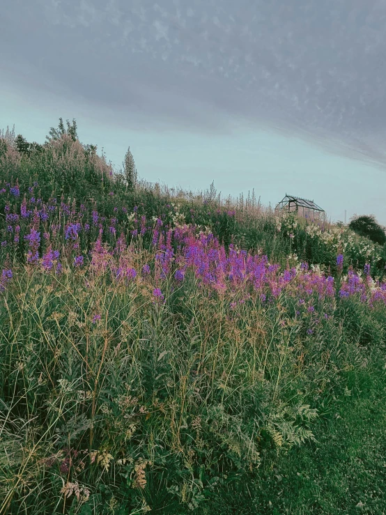 a bench on a hill by flowers