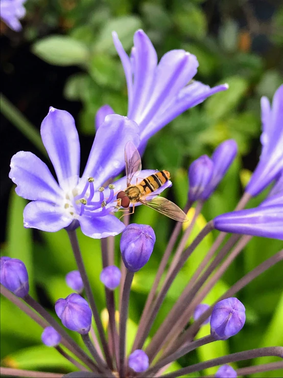 a purple flower and a bee sitting on top of it