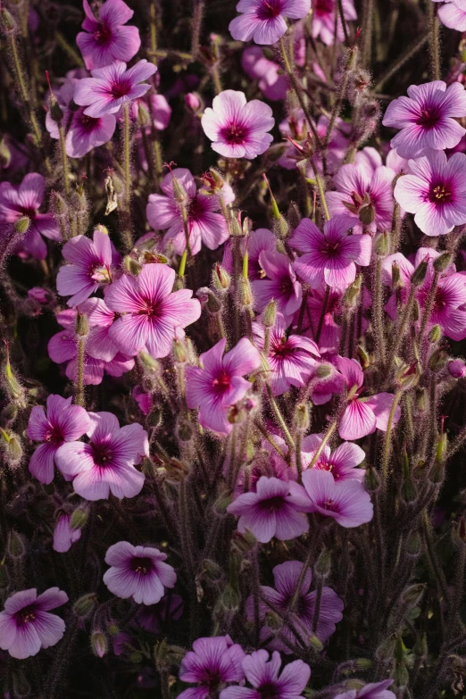 purple flowers in the field blooming near each other