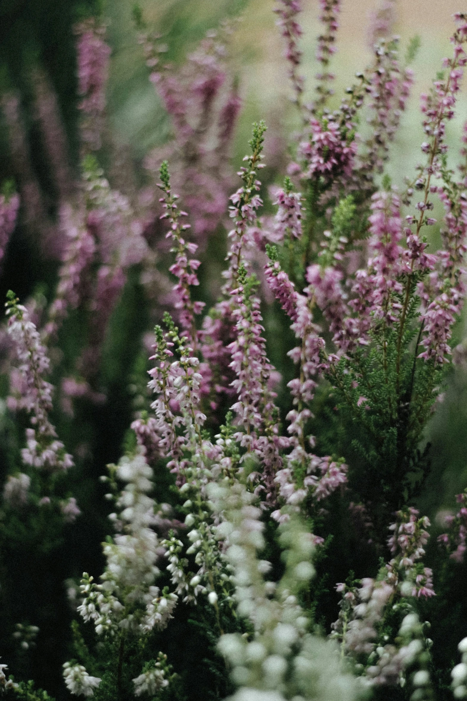 pink and white flowers in the grass