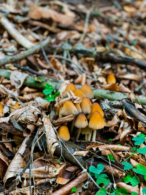 a group of small mushrooms sitting in the leaves