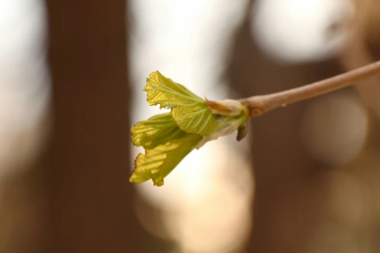 a small green leaf on top of a nch