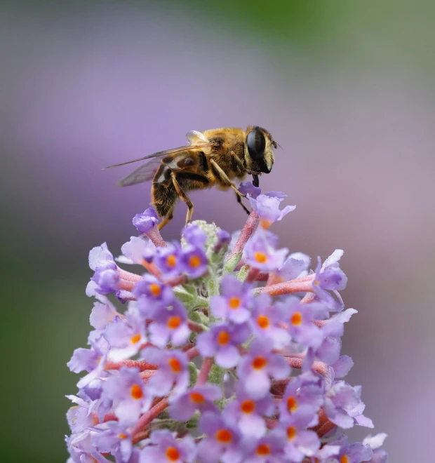 a bee is landing on top of a purple flower