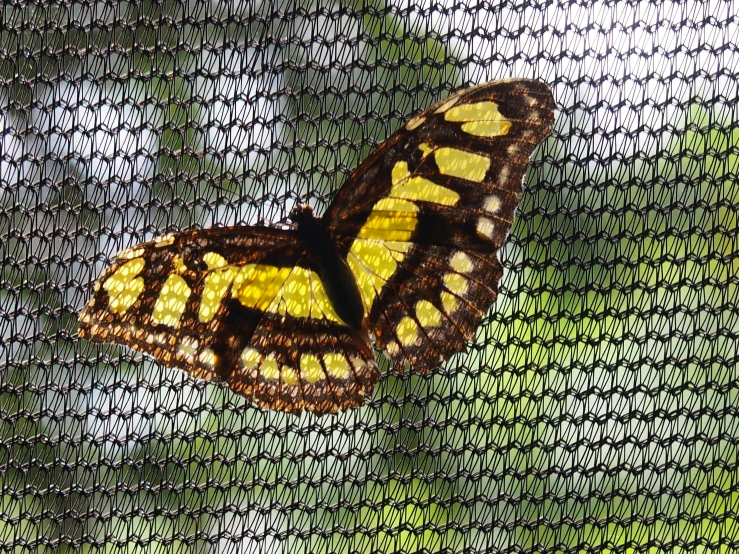 a large yellow erfly sitting on top of a piece of paper