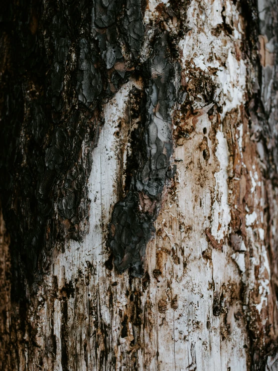 the bark on the bark of a tree with brown spots