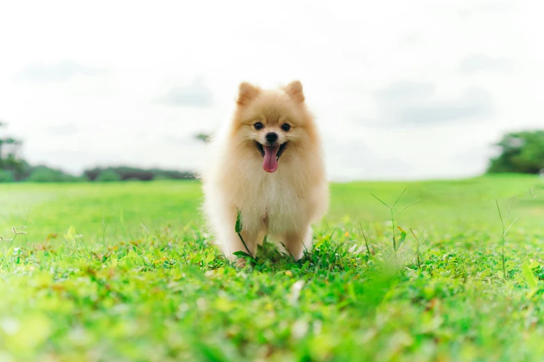 the dog is happy and walking on the grass