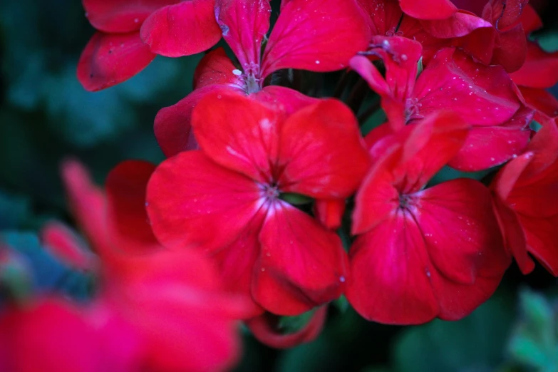 bright red flowers are shown with water droplets on them