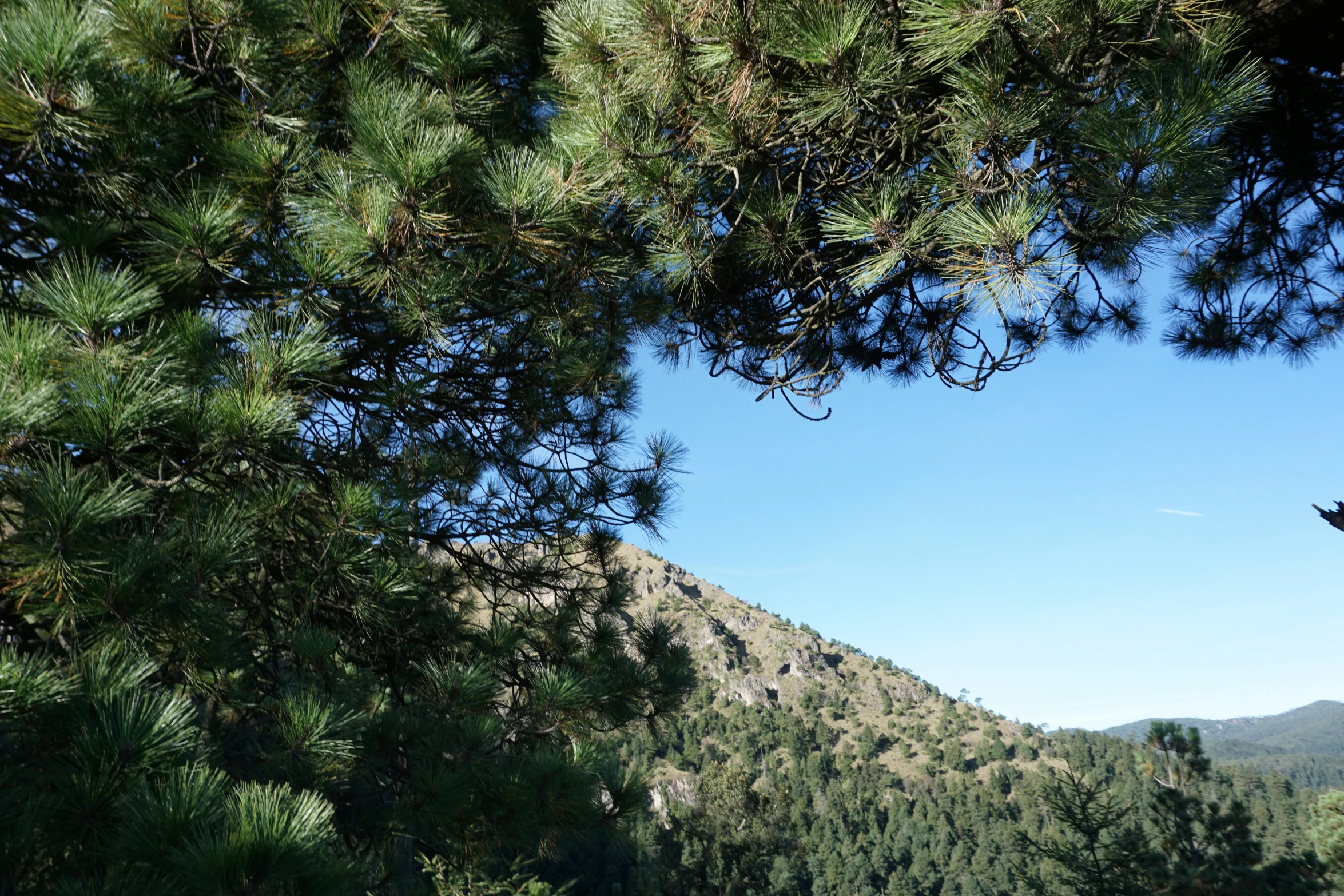 a forest with lots of green trees and mountains