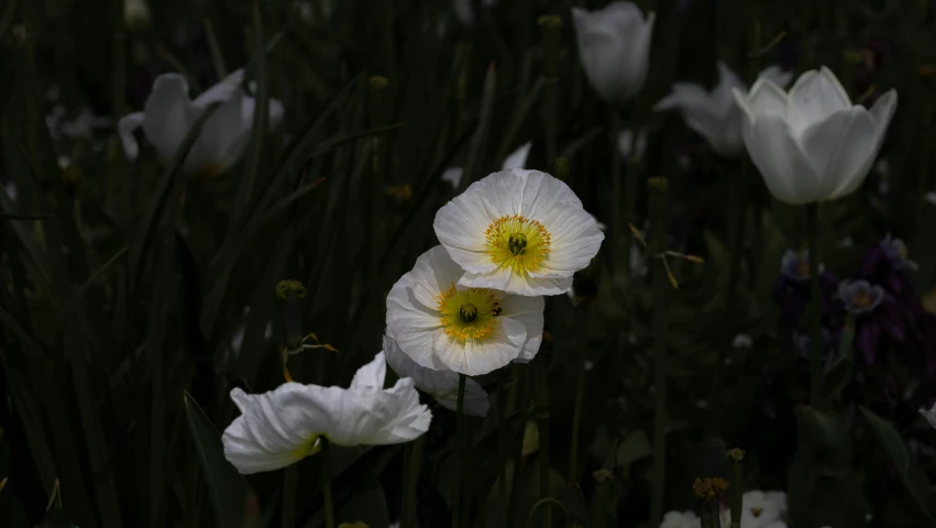 three white flowers blooming in a grassy field