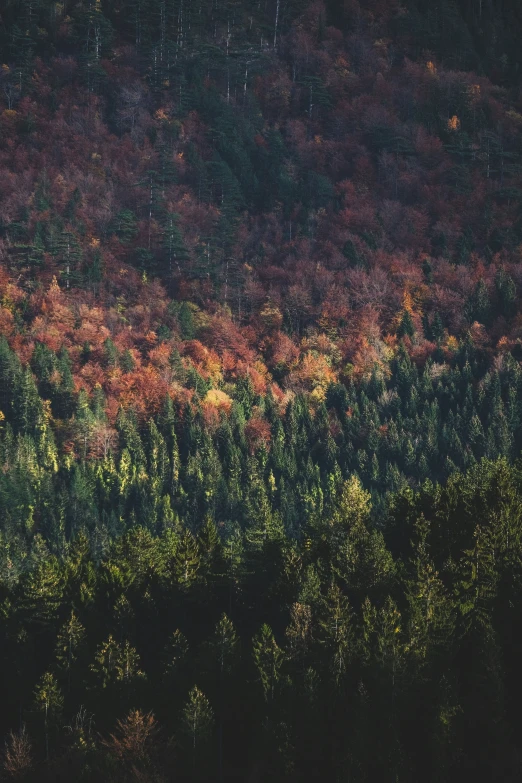 an airplane is flying over a forested area