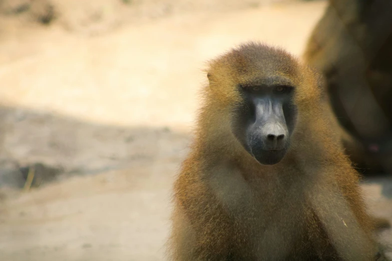 a brown monkey standing on top of a dirt field