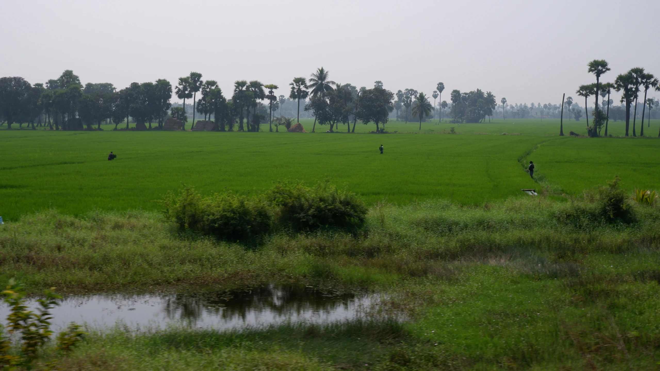 an open grassy field in the rain, with palm trees